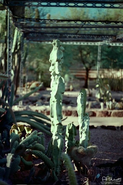 Cactus Garden 4 .jpg - Smooth cactus... believe it or not.